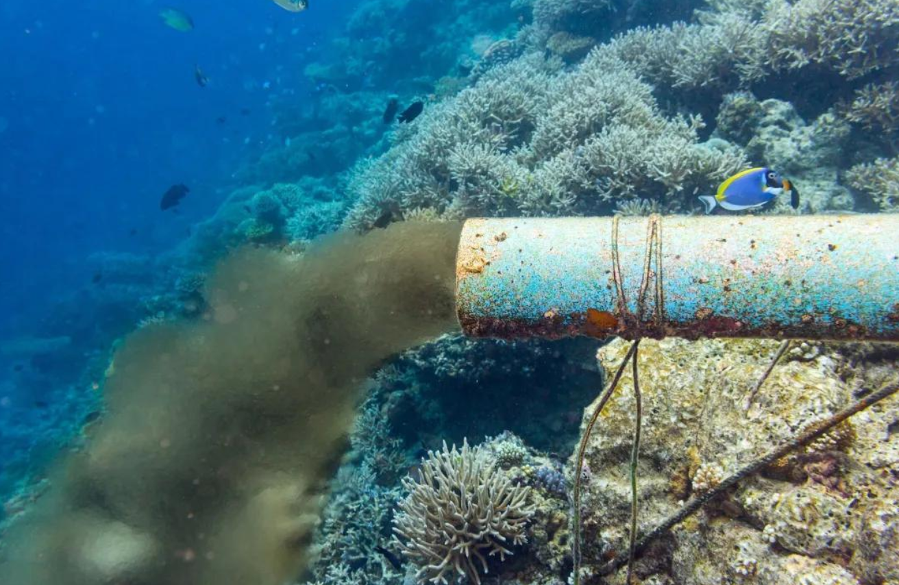 福島黑鲉魚禁止上市，日本核廢水早就排放了，是真的？危害多大？