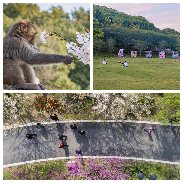 游上方山赏“百花”，苏州市植物园邀市民游客共度“五一”假期