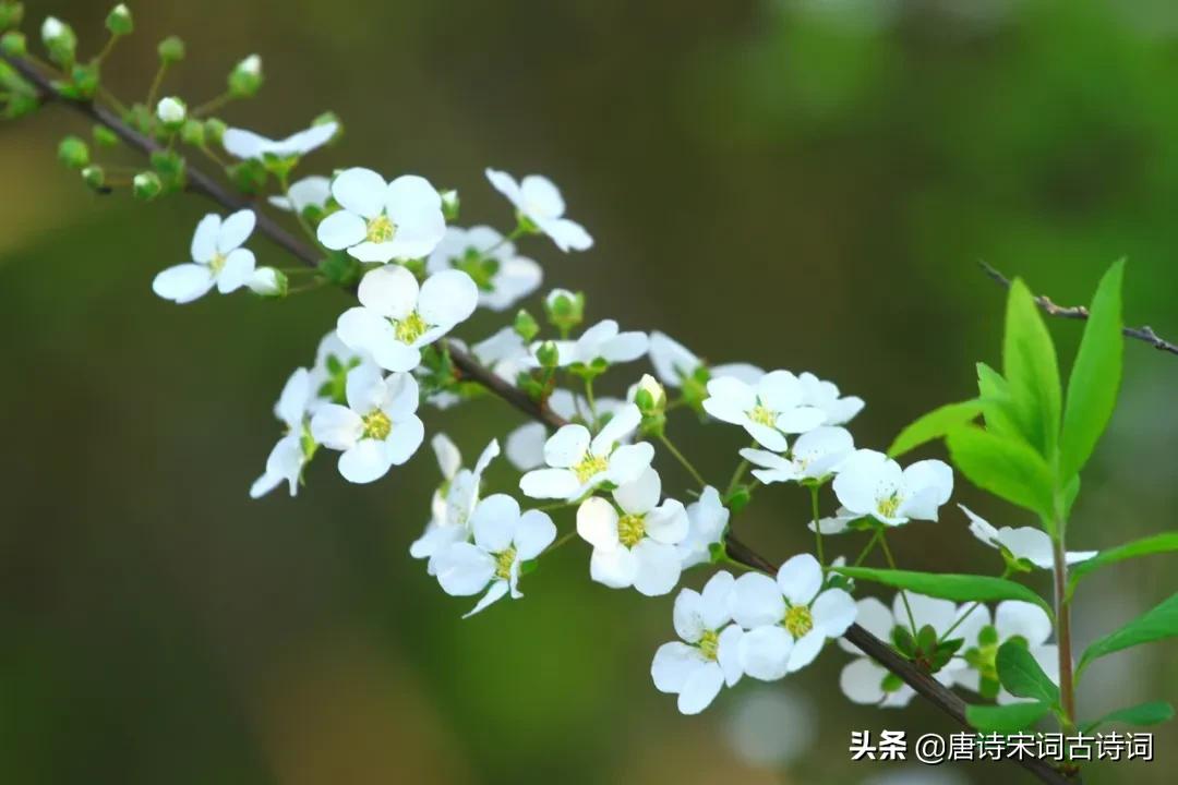 那朵小花，曾开在辛弃疾笔下-第3张图片-非凡网