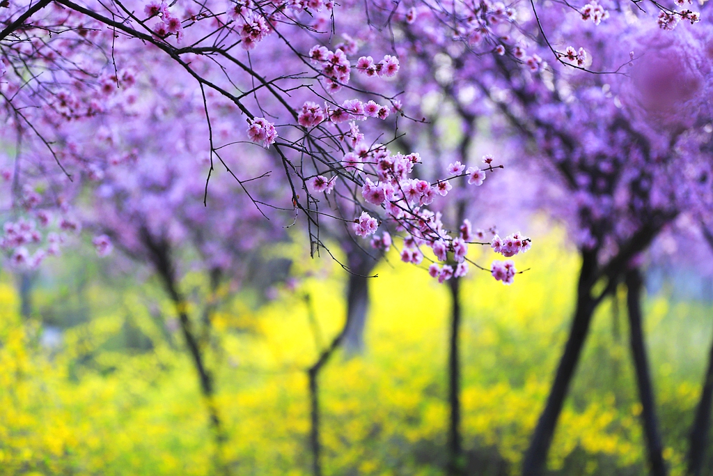 春花烂漫翠柳舞