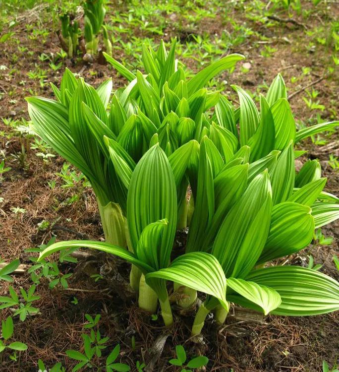 《本草纲目》故事：善治风痰的藜芦