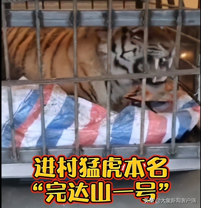 26日上午,黑龙江省林业和草原局进行了野生东北虎救护情况通报.