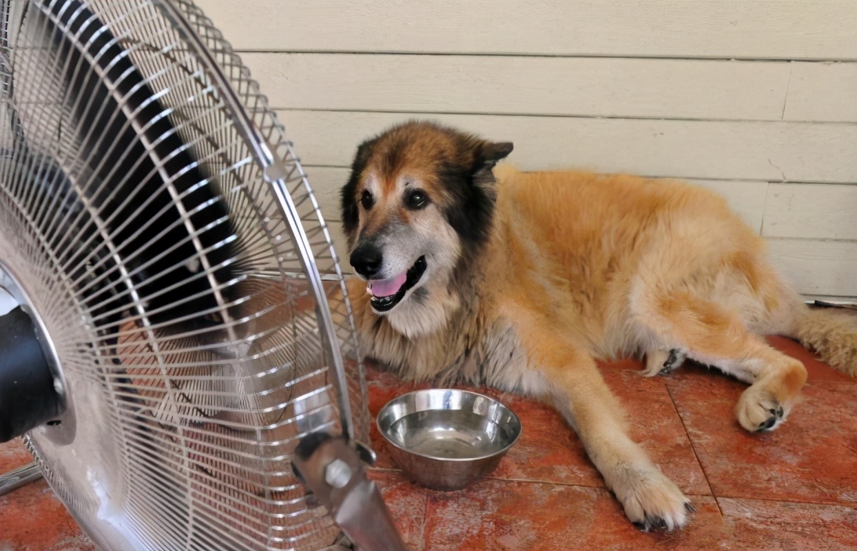 就算狗狗怕热，也不建议用这些方式降温，会伤“狗身”