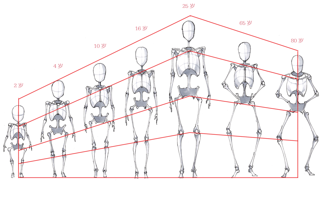 初学者不会画人体结构？人体结构太复杂？掌握这4个方面完全不怕