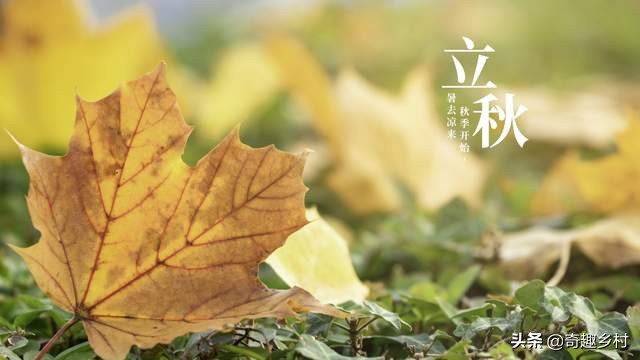 即将立秋，老话说“立秋晴，一秋晴；立秋雨，一秋雨”，准不准？