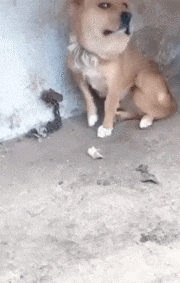 搞笑gif神评：一个人无聊起来什么都做得出来