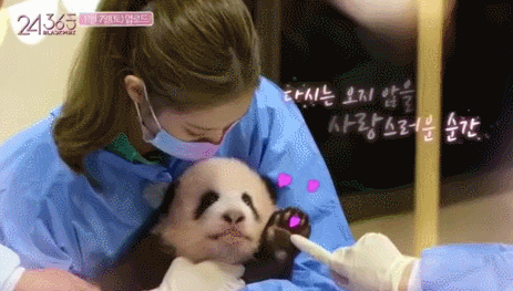 国内网友讨论火爆的，韩女团爱豆接触大熊猫，到底谁之过？
