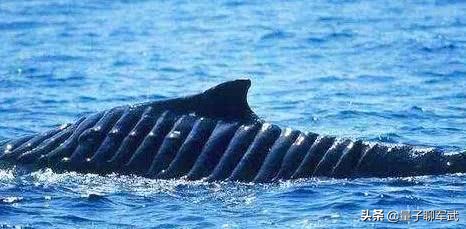 航母对海洋生物意味什么？杀戮还是机遇