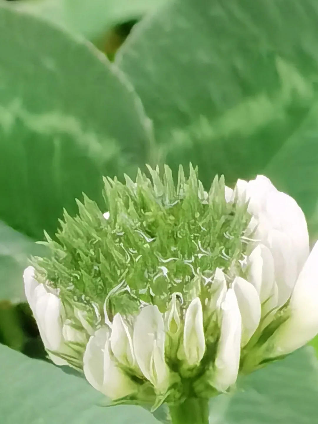 成都高新区朝阳小学清明节气主题活动日