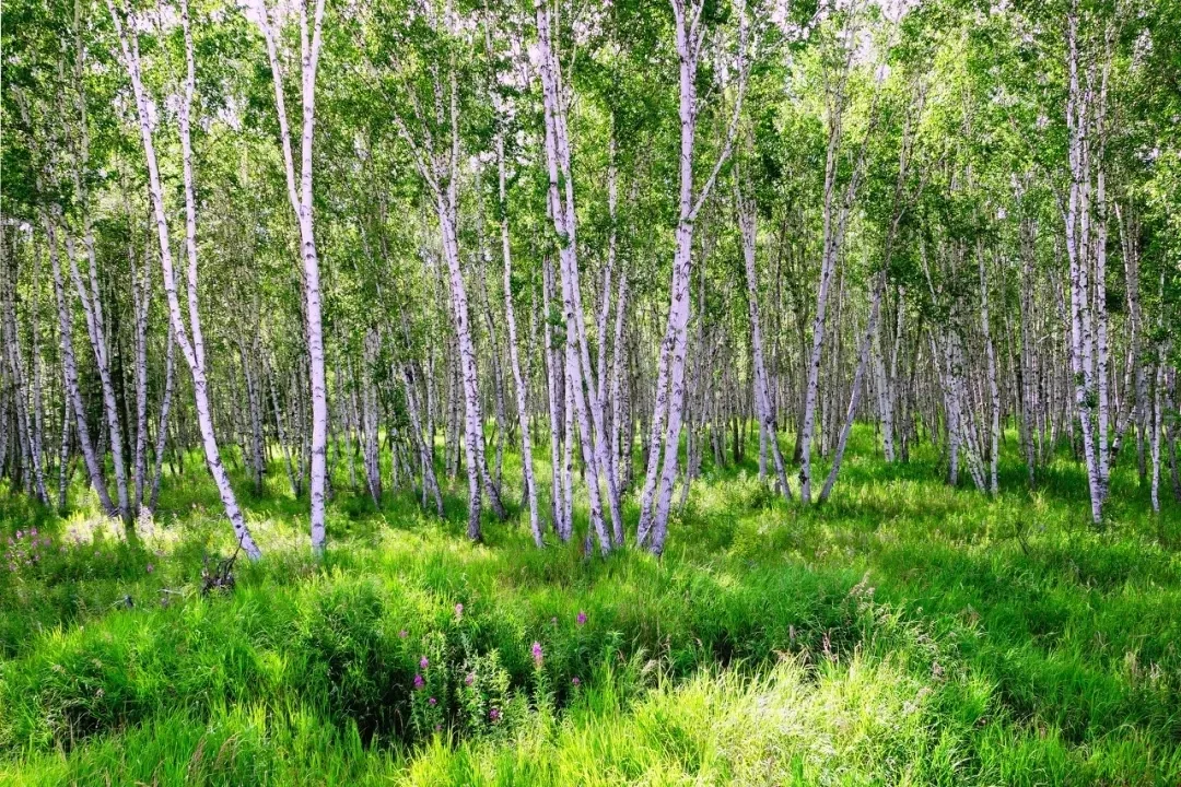 Repelling the scorching summer grassland paradise, Hulunbuir travels the most beautiful route, parent-child vacation praises