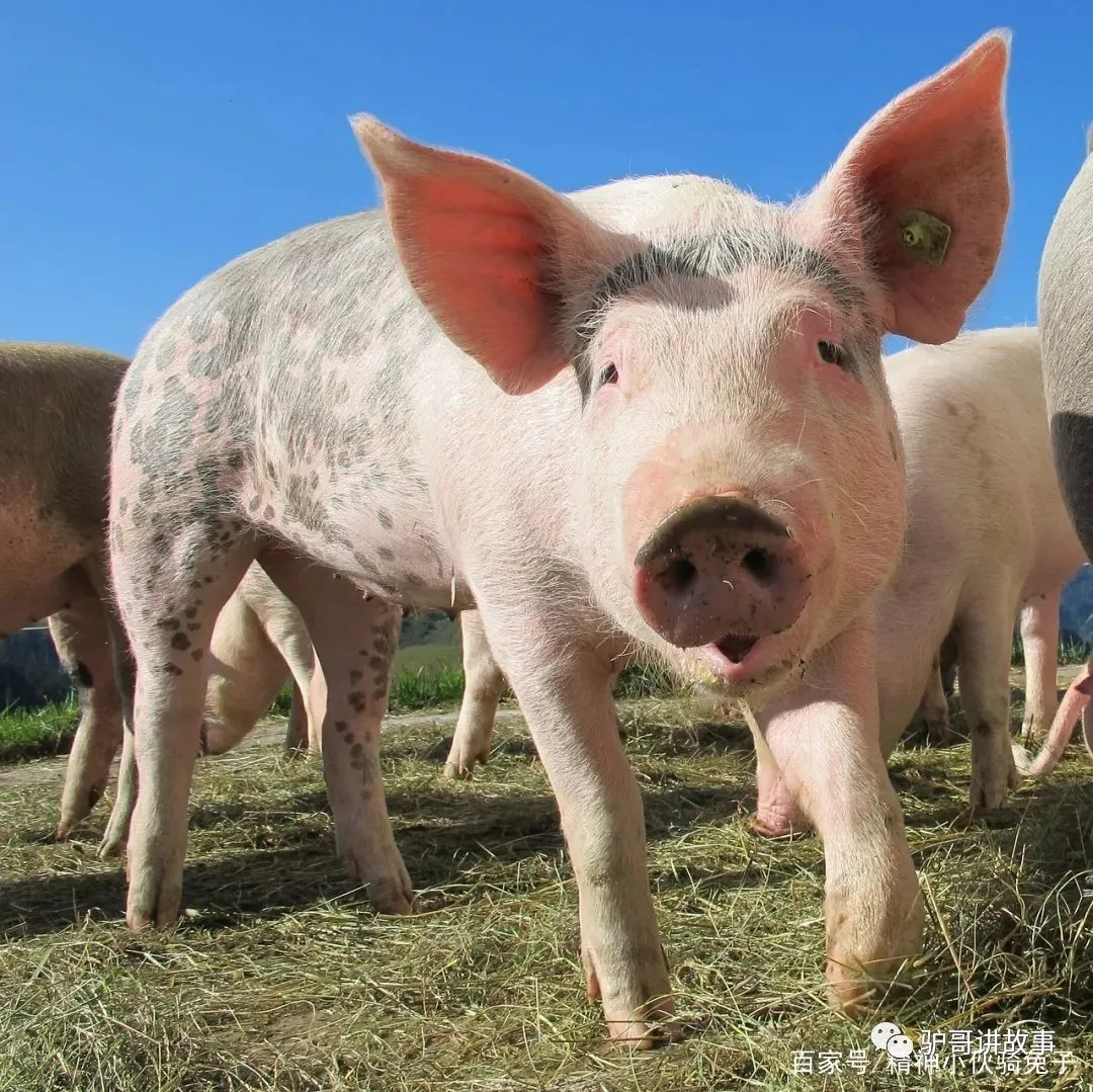 21土味情話 特土集合 小夥騎驢浪江湖 Mdeditor