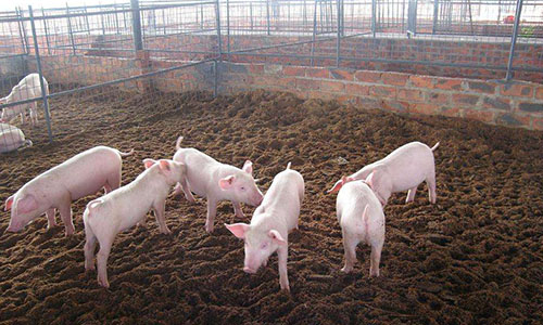 养猪成下一“风口”？现在被人瞧不起，但3位首