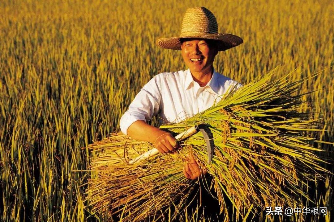 过快上涨的水稻，接下来走势和机会在哪？