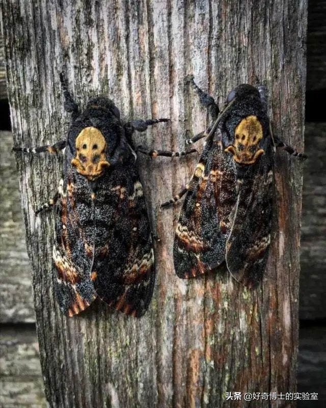 雞蛋居然能下蛋中蛋