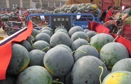西瓜“成灾”，2毛钱一斤卖不动，但是消费者却吃不起，为何？