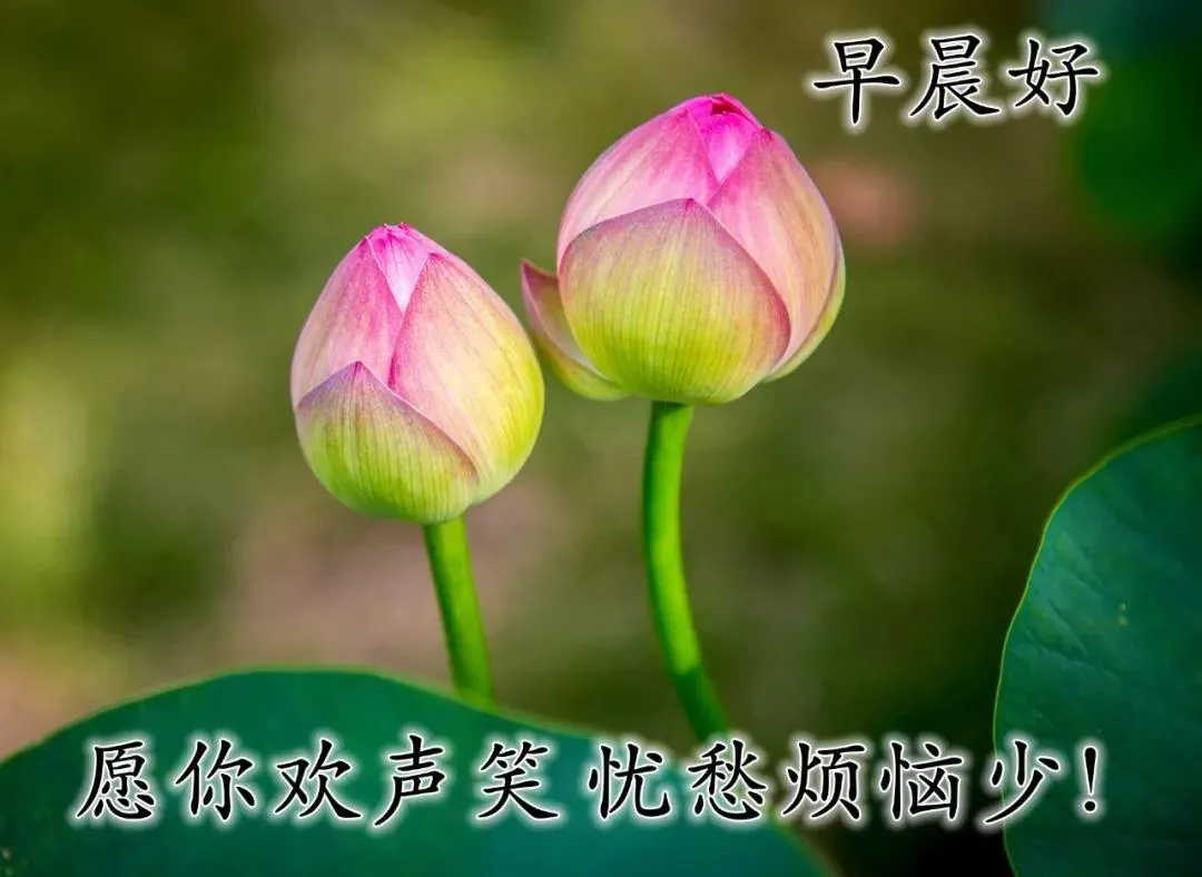 早上好表情动态 祝福语问候语 图片