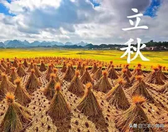 “六月立秋样样丢，七月立秋样样收”，今年几月立秋？秋后热吗？