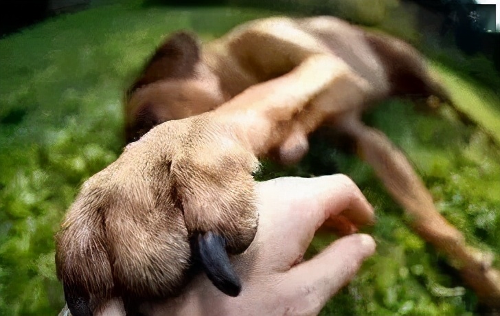狗狗喜欢把爪子搭在人身上，其实是想告诉你这六件事