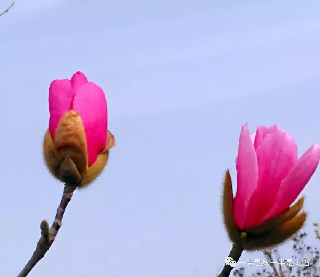 散文诗：漫步 · 春天-第5张图片-诗句网