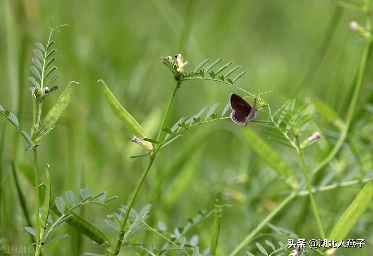 春天挖野菜，送你70种野菜图片大全，教你认识不同的野菜和吃法