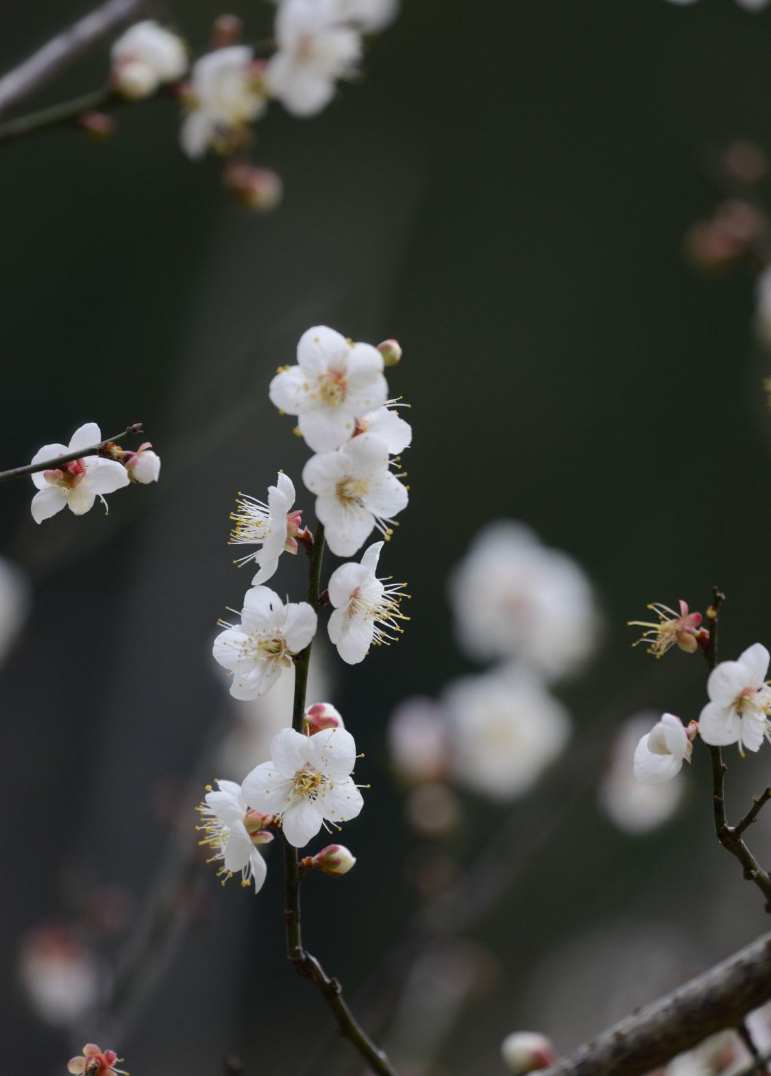 十万多株清一色的白梅,次第绽放,暗香浮动,招蜂引蝶.