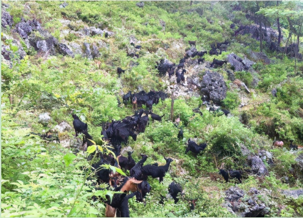 「马山黑山羊」一道山野间的美丽风景线