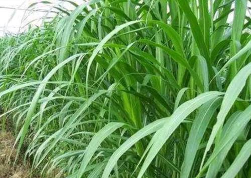 牧草知识：亩产20余吨，皇竹草主要价值与种植技术分析