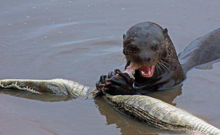 將鱷魚當做大餐，食人魚當做零食，凶猛的亞馬遜河狼——巨獺