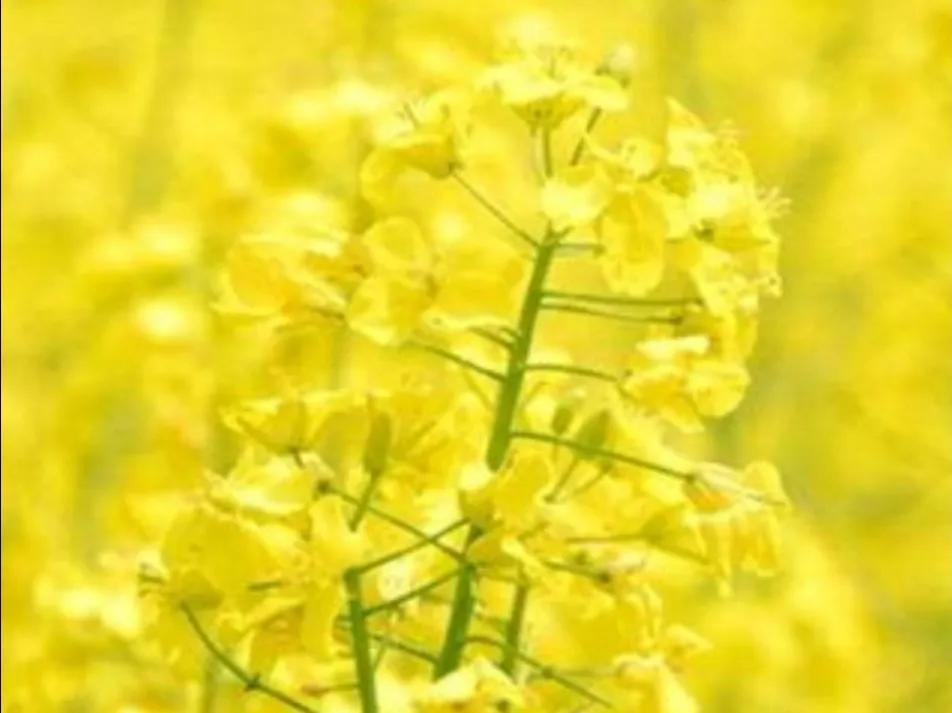 嘴口红和油菜花景色搭配美翻了 网游小鱼儿 Mdeditor