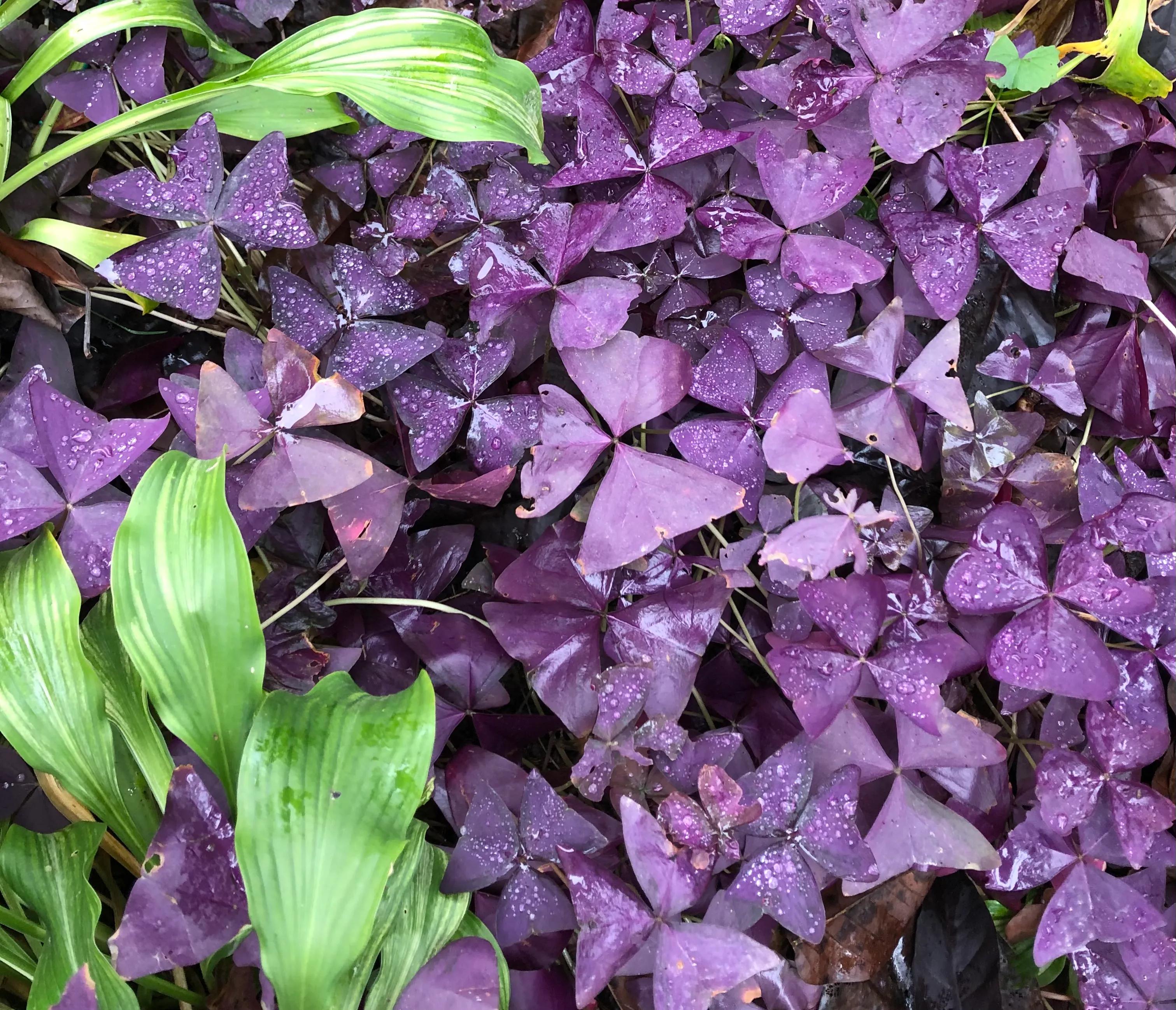 溫暖的南國 在冬季有許多色彩鮮艷的美妙葉子 中國熱點