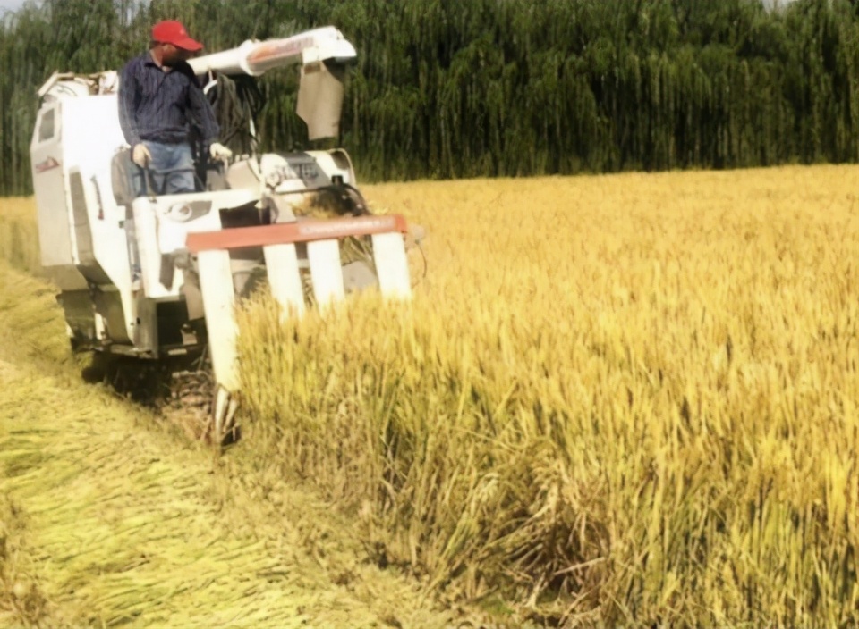 水稻栽培技術 要想水稻高產量 每個步驟都要細心去管理 鄉村小華168 Mdeditor