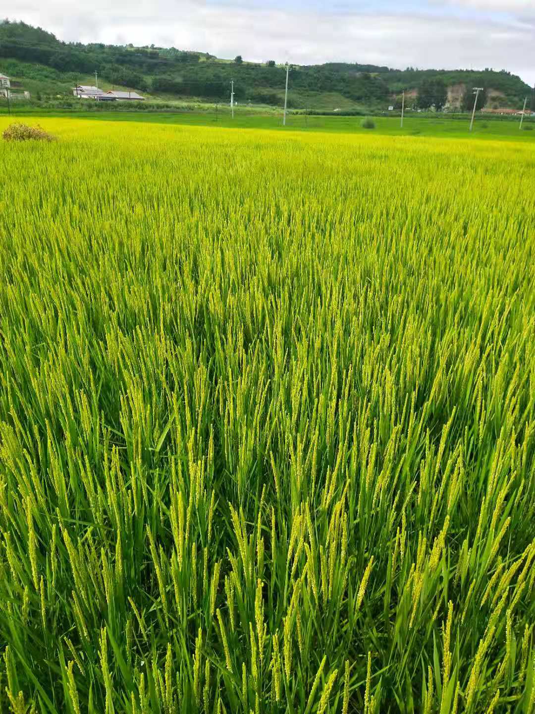 天然选择 天然健康——龙井市开山屯镇国山玉米种植家庭农场