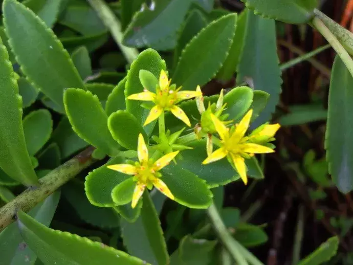 7种多肉植物具有药用价值!你都认识吗?