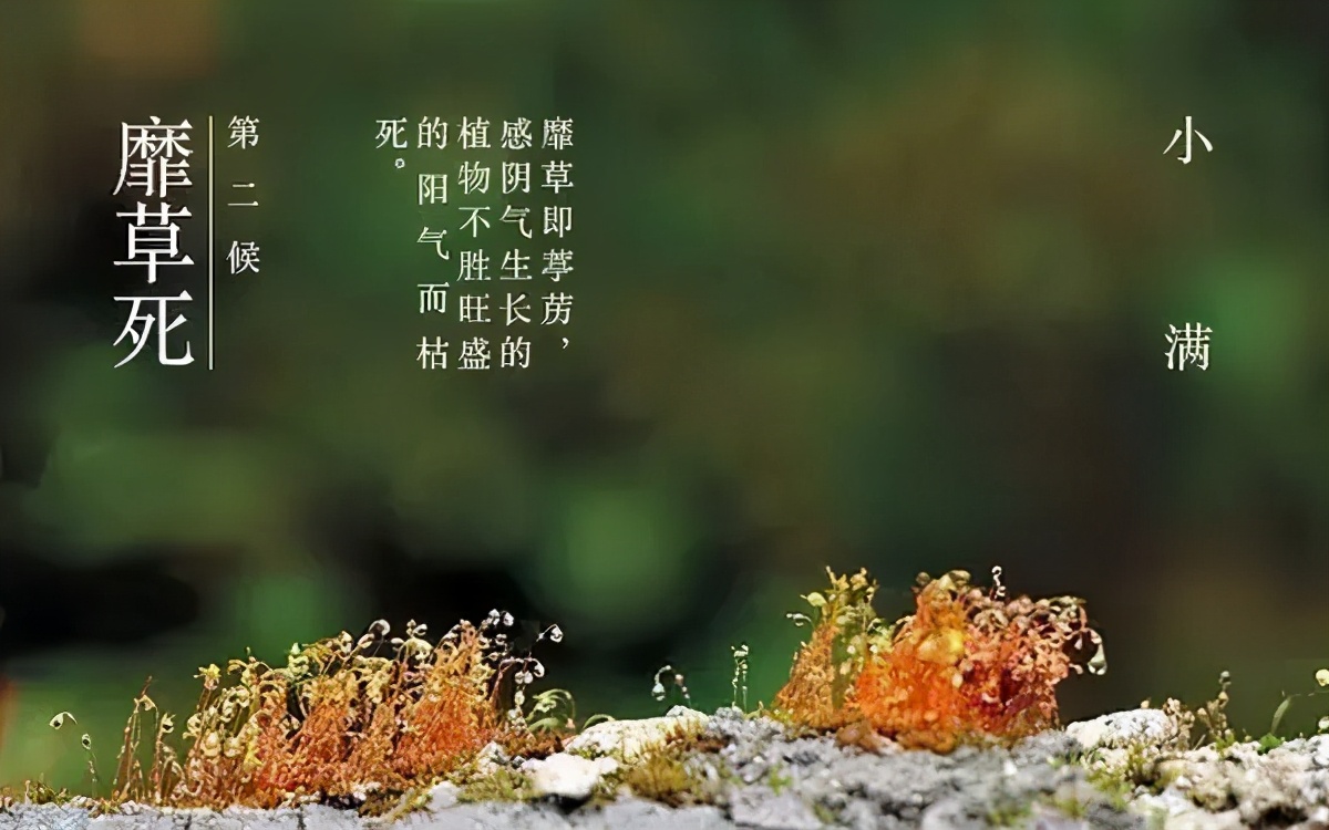 小满 | 欢喜自在，小得盈满