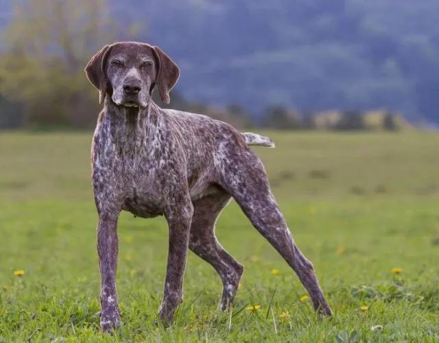 各国猛犬大全，建议收藏