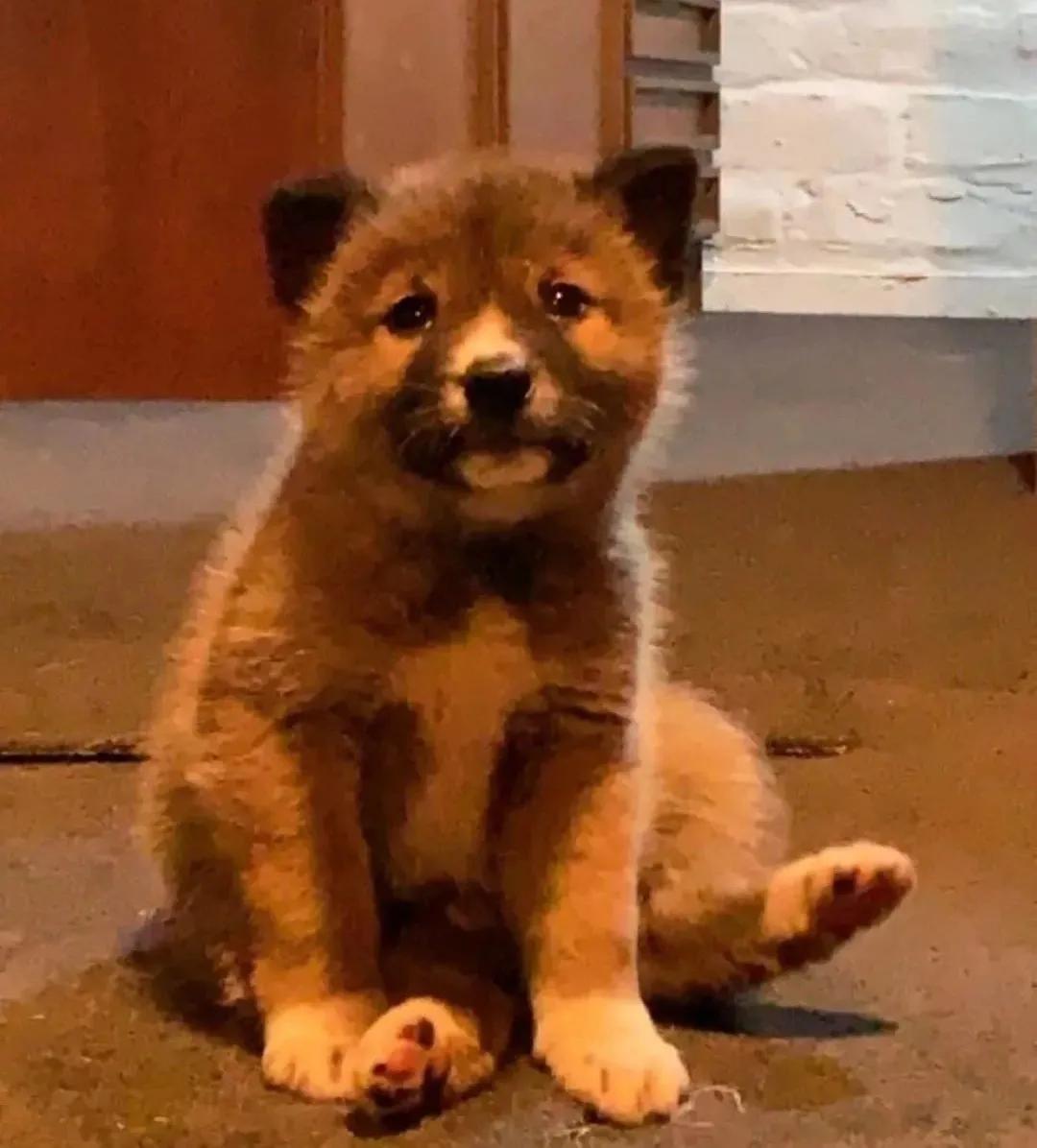 老鹰扔到院子里的一只超萌小奶狗，查了DNA才发