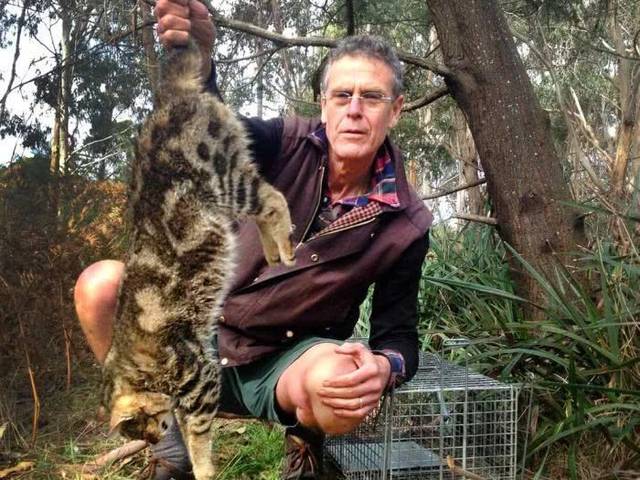 澳大利亚的野猫之患：每天吃掉100万只飞鸟，养猫人竟成绊脚石