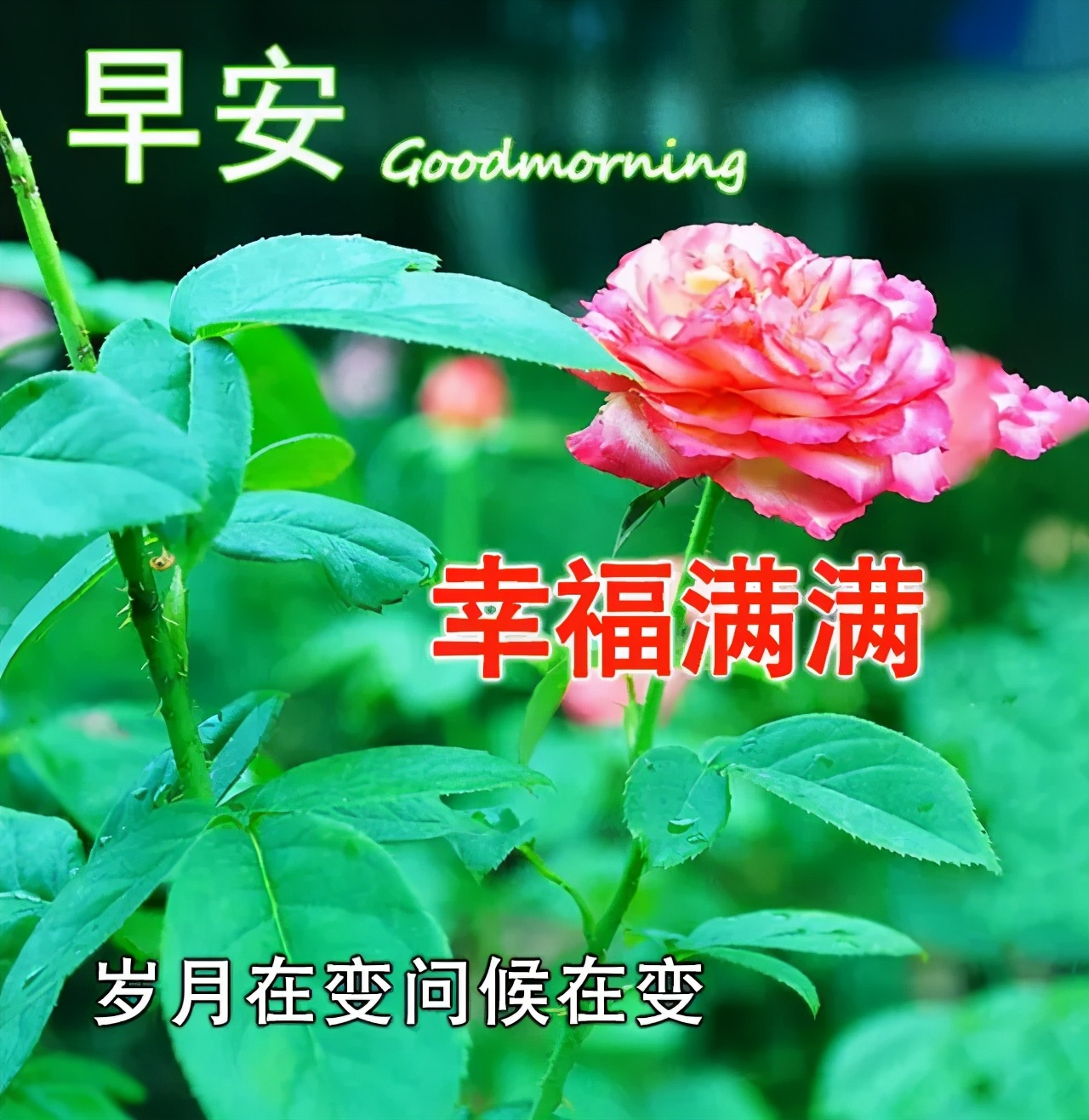 2021最新早上好图片 问候语表情包图片