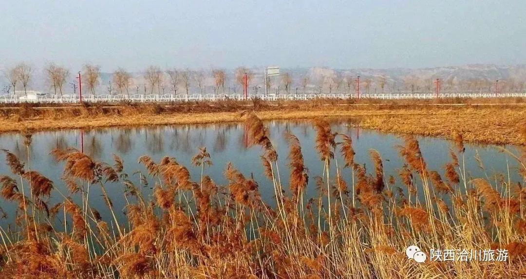 洽川濕地蘆花飛舞，沉醉了時(shí)光，驚艷了你