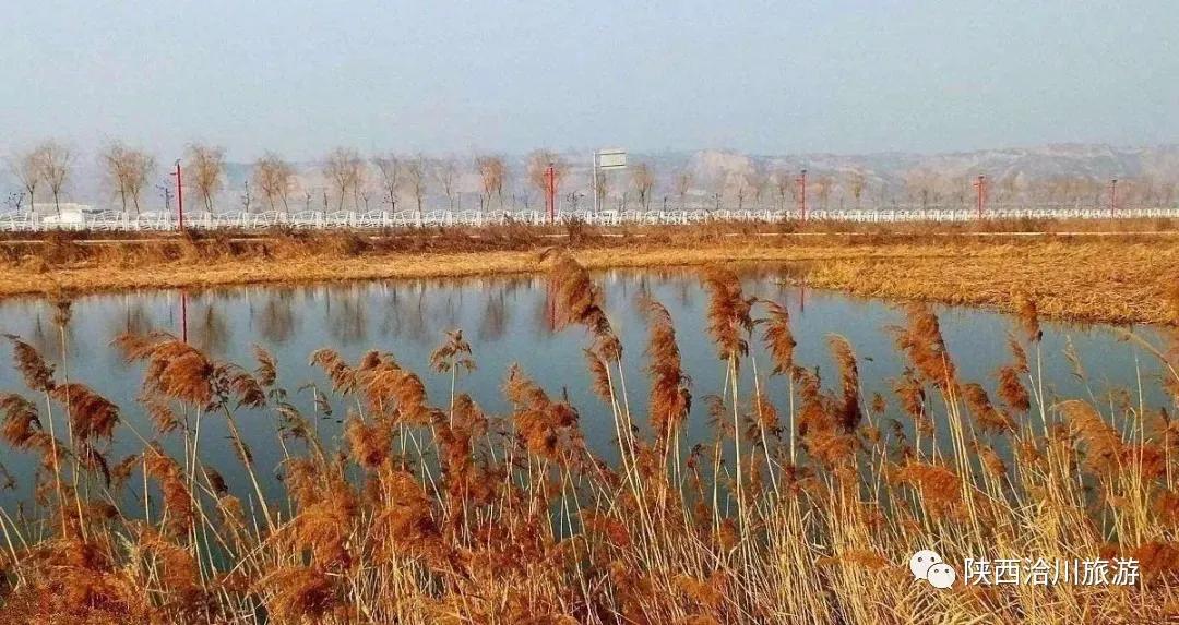 洽川湿地芦花飞舞，沉醉了时光，惊艳了你