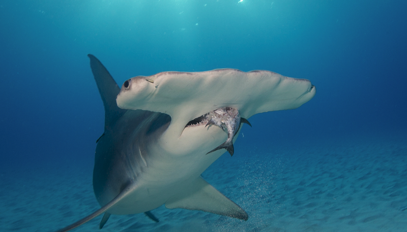 新冠疫苗研发，可能让濒危的深海鲨鱼危上加危