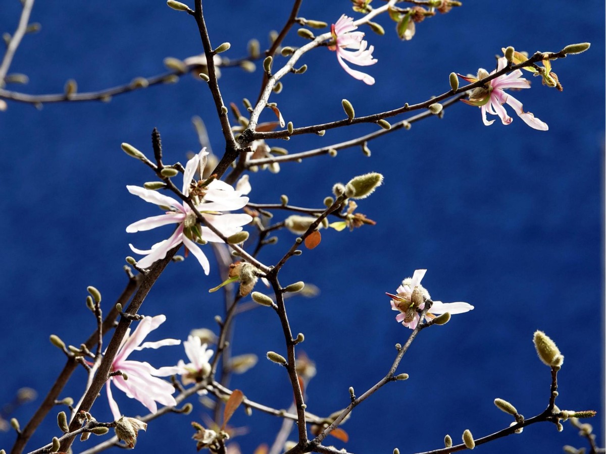 花木春秋69 星花木兰 从日本山间野夫 到世界园艺贵族 花木春秋 Mdeditor