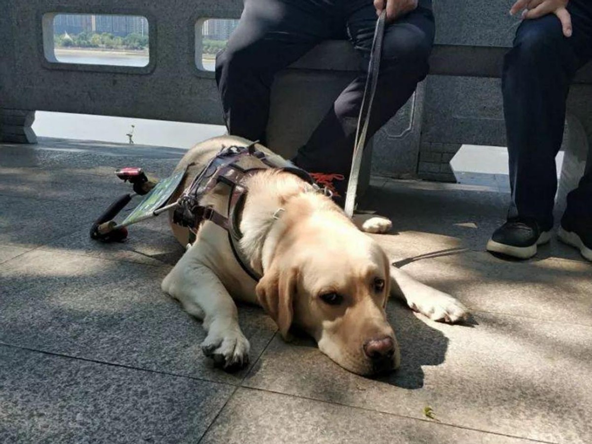 导盲犬到处撒尿，视障阿姨被邻居投诉了两年，社区的决定让人无奈