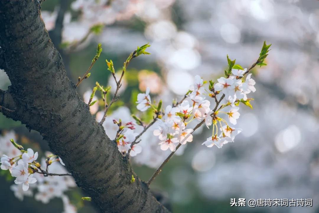春之赞歌！-第2张图片-非凡网