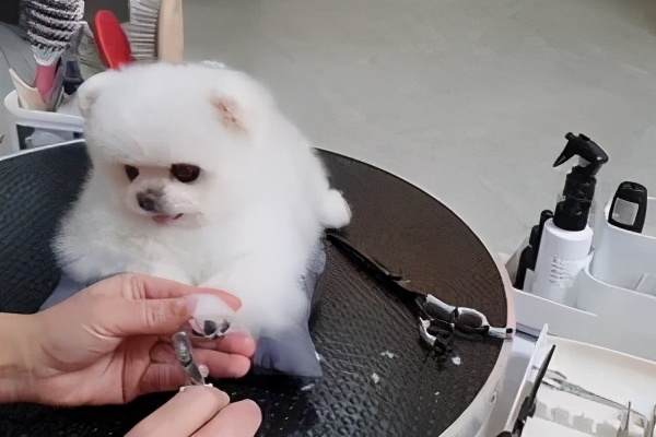 想不到你是这样子的博美，说好的乖巧呢？