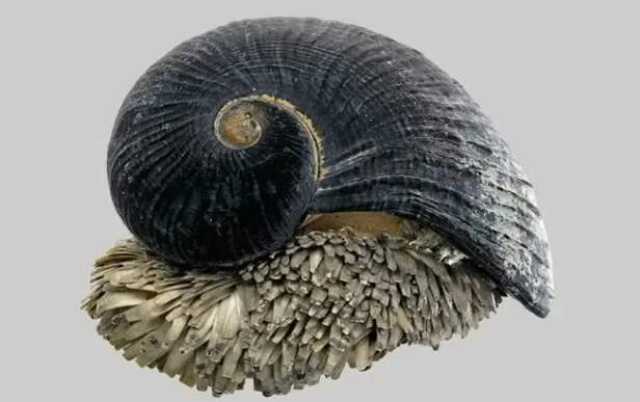 "铁甲海蜗牛":吸收海矿变身"铁甲&qu