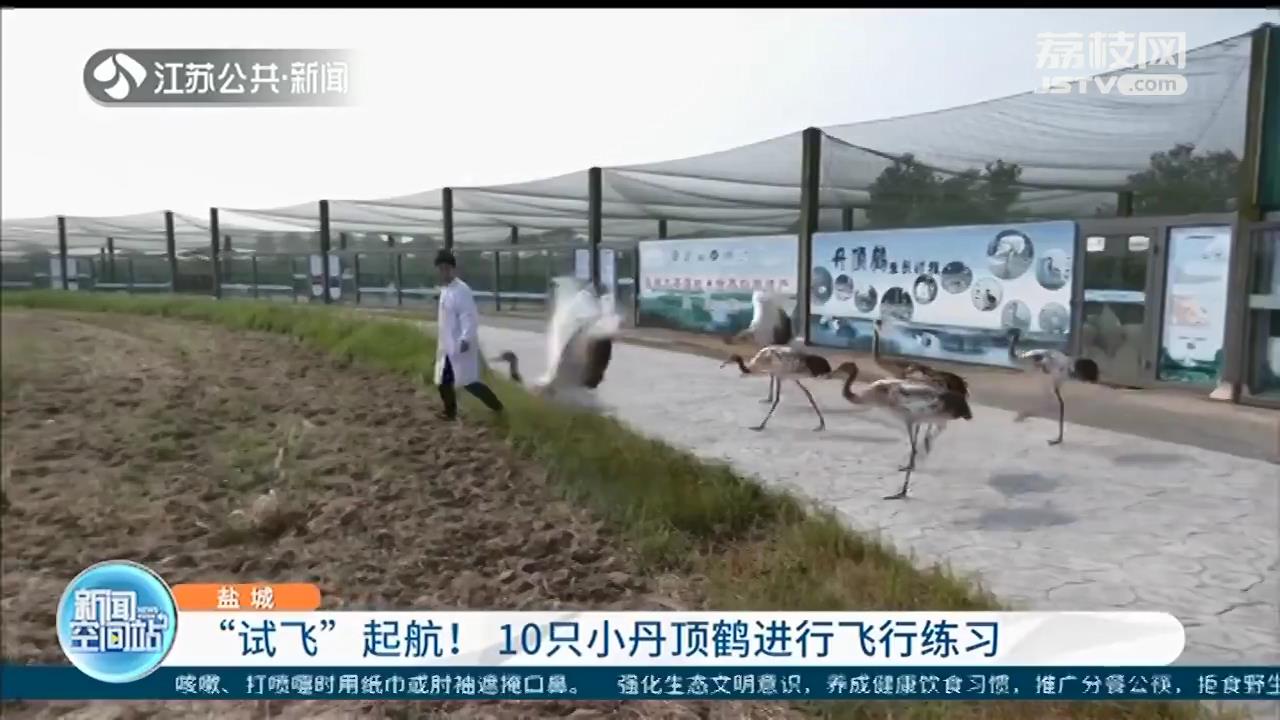 “试飞”起航！10只小丹顶鹤在盐城保护区进行飞行练习