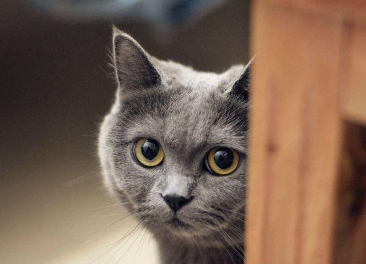英国短毛猫的6大缺点，养了之后，肠子都悔青了- 宠物- 爆资讯新媒体平台