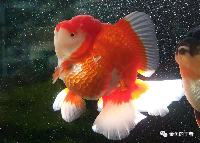 臺灣大哥入坑水族年 3口魚缸4噸水體養金魚 魚友 條條是精品 金魚的王者 Mdeditor