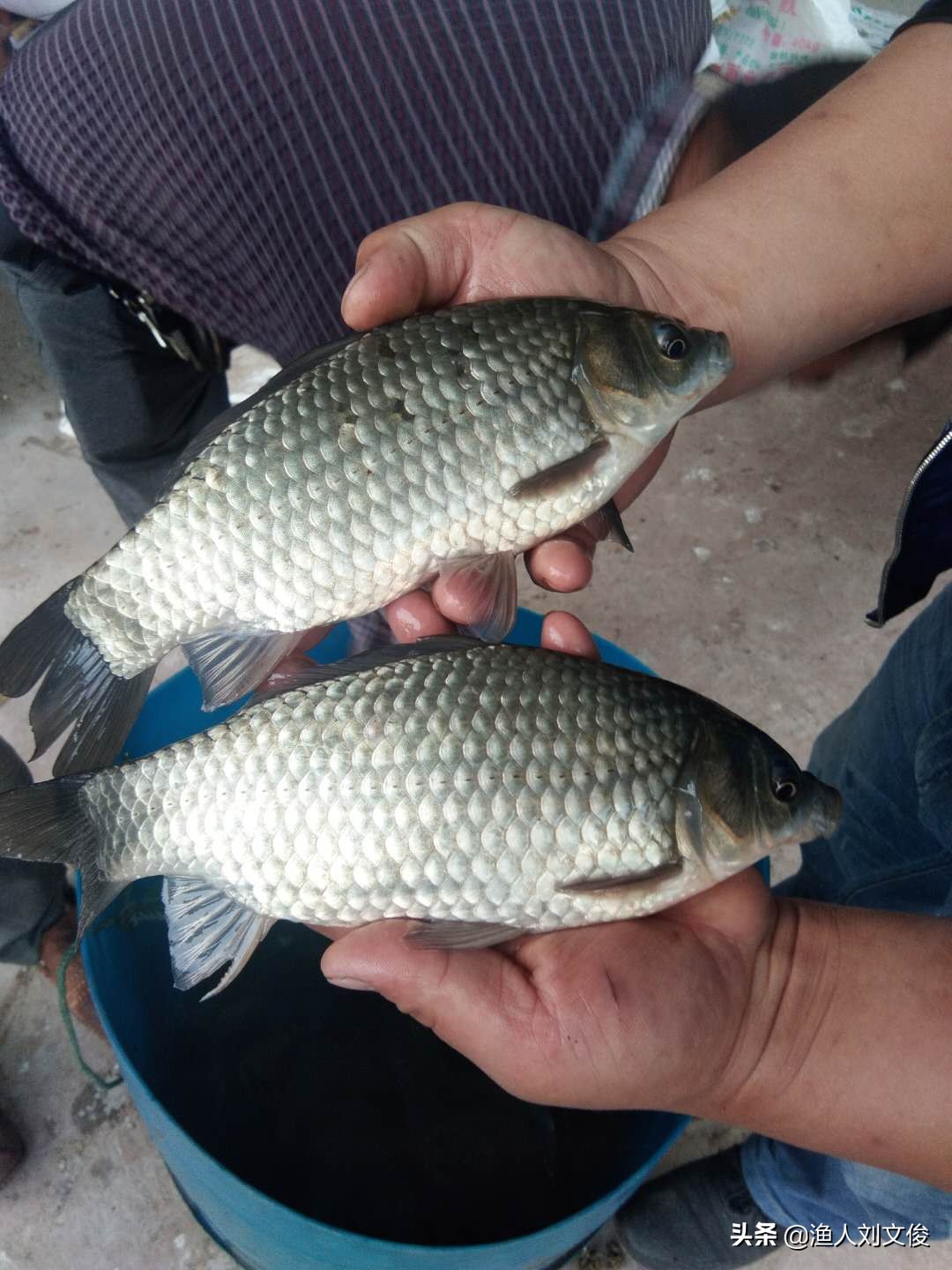 说不清理还乱!"四大家鱼"与"六大鱼类"